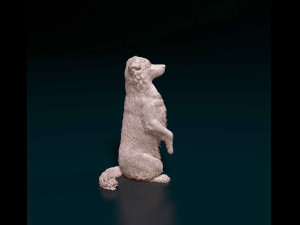 Australian Kelpie Modelo de Impressão 3D