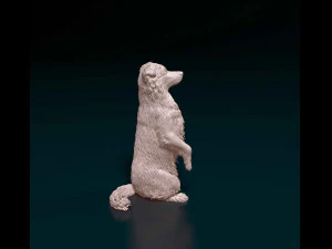 Australian Kelpie 3D Print Model