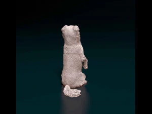 Australian Kelpie 3D Print Model