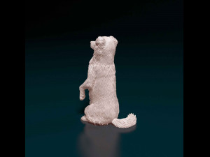 Australian Kelpie Modelo de Impressão 3D