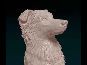 Australian Kelpie 3D Print Model