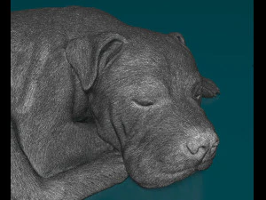 American Pitbull 011 3D Print Model