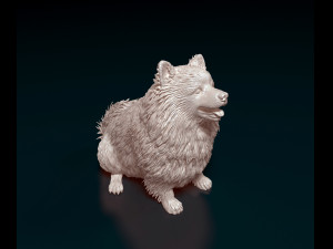 Japanese Spitz Modèles 3D en vedette