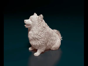 Japanese Spitz 3D Print Model