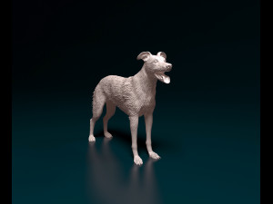 Greyhound wirehired Modelo de impresión 3D