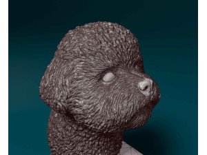 Bichon Frise bust 3D Print Model