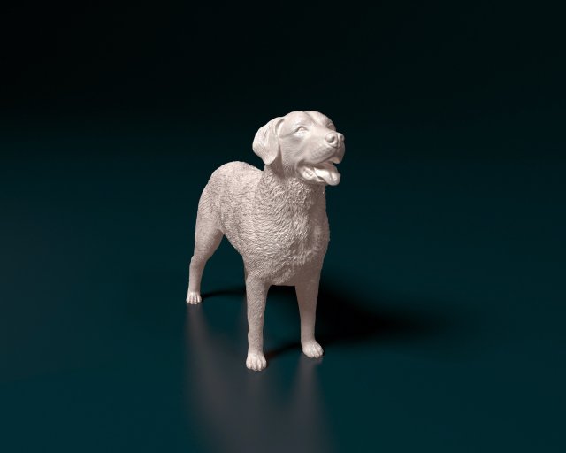 Chesapeake Bay Retriever 3D printmodel .c4d .max .obj .3ds .fbx .stl .blend 