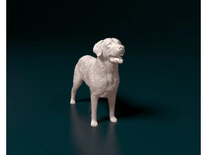 Chesapeake Bay Retriever 3D Print Model