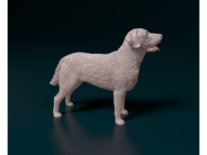 Chesapeake Bay Retriever 3D printmodel