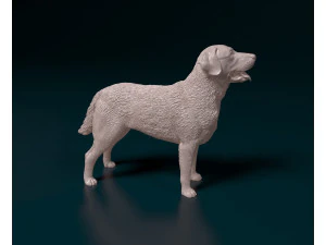 Chesapeake Bay Retriever 3D Print Model