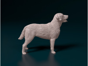 Chesapeake Bay Retriever 3D printmodel