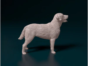 Chesapeake Bay Retriever 3D Print Model