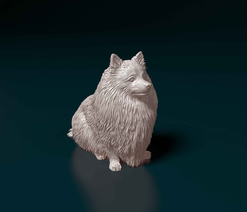 Pomeranian dog 3D प्रिंट मॉडल .c4d .max .obj .3ds .fbx .stl .blend 