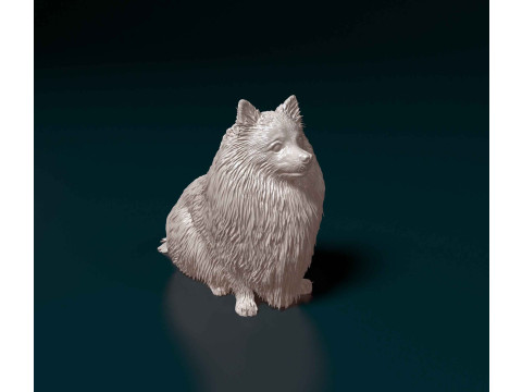 Pomeranian dog Modello di stampa 3D