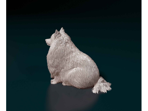 Pomeranian dog 3D प्रिंट मॉडल