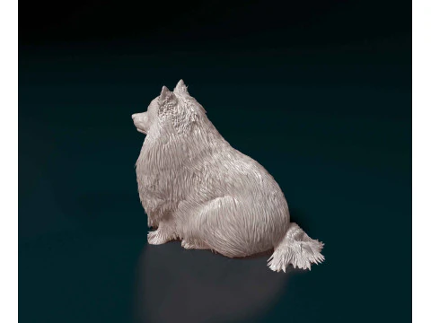 Pomeranian dog 3D Print Model