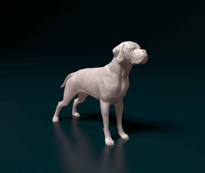 Portuguese Pointer 3D Print Model .c4d .max .obj .3ds .fbx .stl .blend 