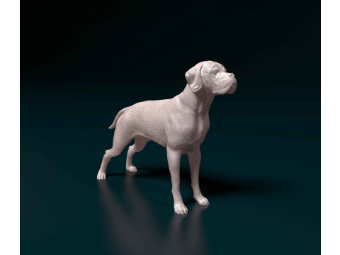 Portuguese Pointer 3D Print Model