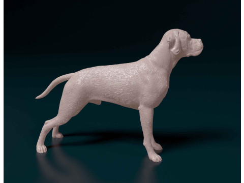 Portuguese Pointer 3D Print Model