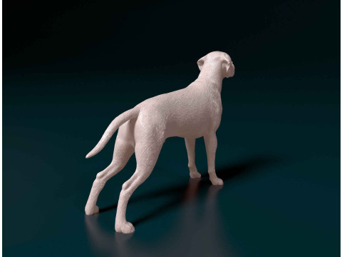 Portuguese Pointer 3D Print Model