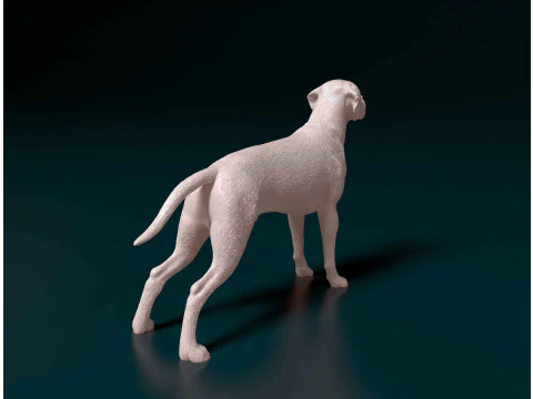 Portuguese Pointer 3D Print Model