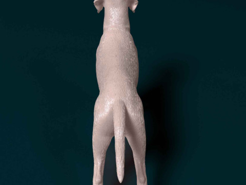 Portuguese Pointer 3D Print Model