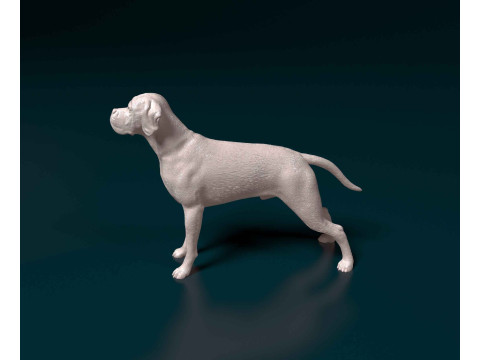 Portuguese Pointer 3D Print Model
