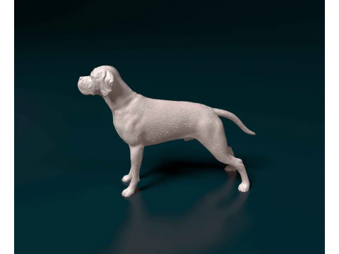 Portuguese Pointer 3D Print Model