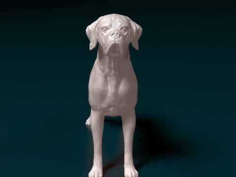 Portuguese Pointer 3D Print Model