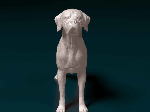 Portuguese Pointer 3D Print Model