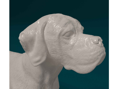 Portuguese Pointer 3D Print Model