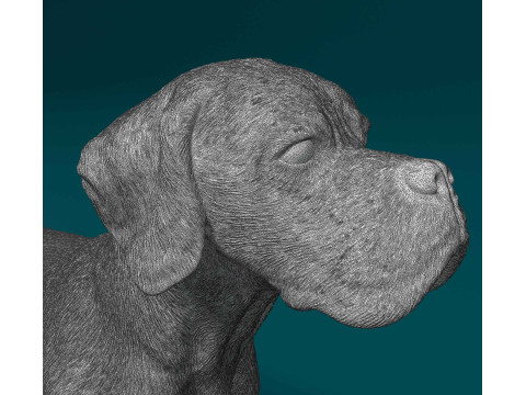 Portuguese Pointer 3D Print Model