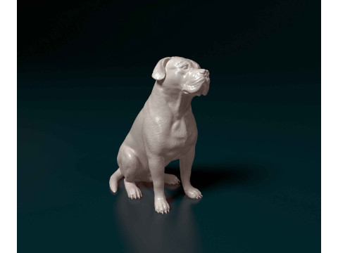 American Bulldog 3D Print Model