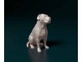 American Bulldog 3D Print Model