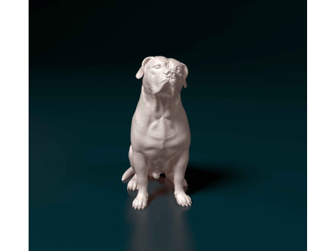 American Bulldog 3D Print Model