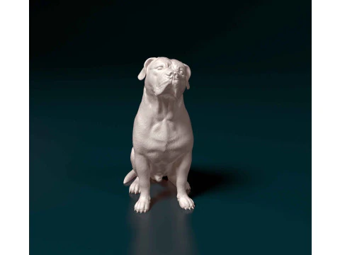 American Bulldog 3D Print Model