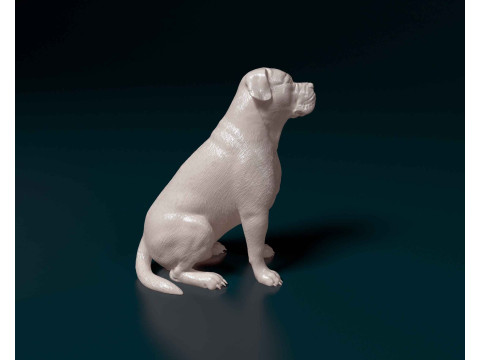 American Bulldog 3D Print Model