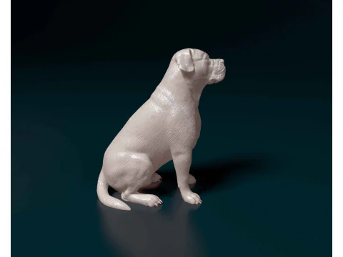 American Bulldog 3D Print Model