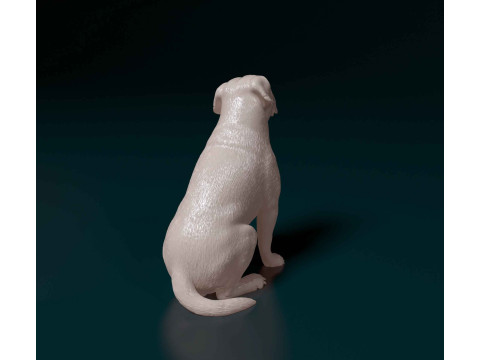 American Bulldog 3D Print Model