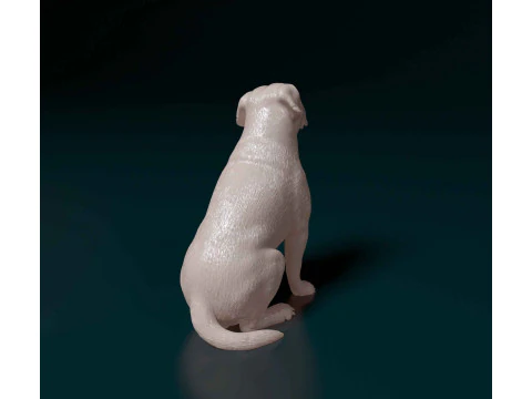 American Bulldog 3D Print Model