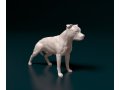 American Pitbull 3D प्रिंट मॉडल