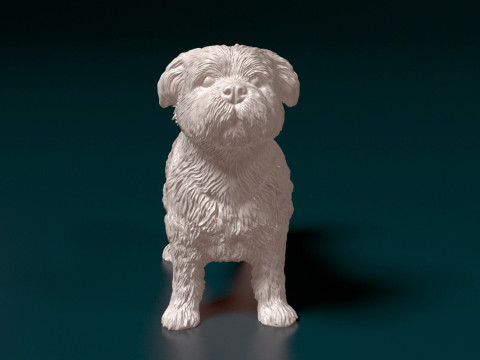 Havanese Dog Modelo de Impressão 3D