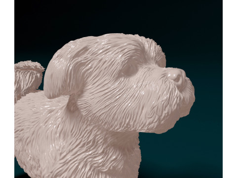 Havanese Dog Modelo de Impressão 3D