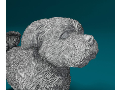 Havanese Dog Modelo de Impressão 3D