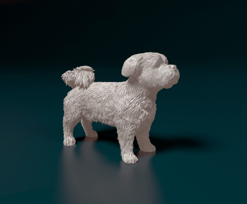 Havanese Dog Modelo de Impressão 3D .c4d .max .obj .3ds .fbx .stl .blend 