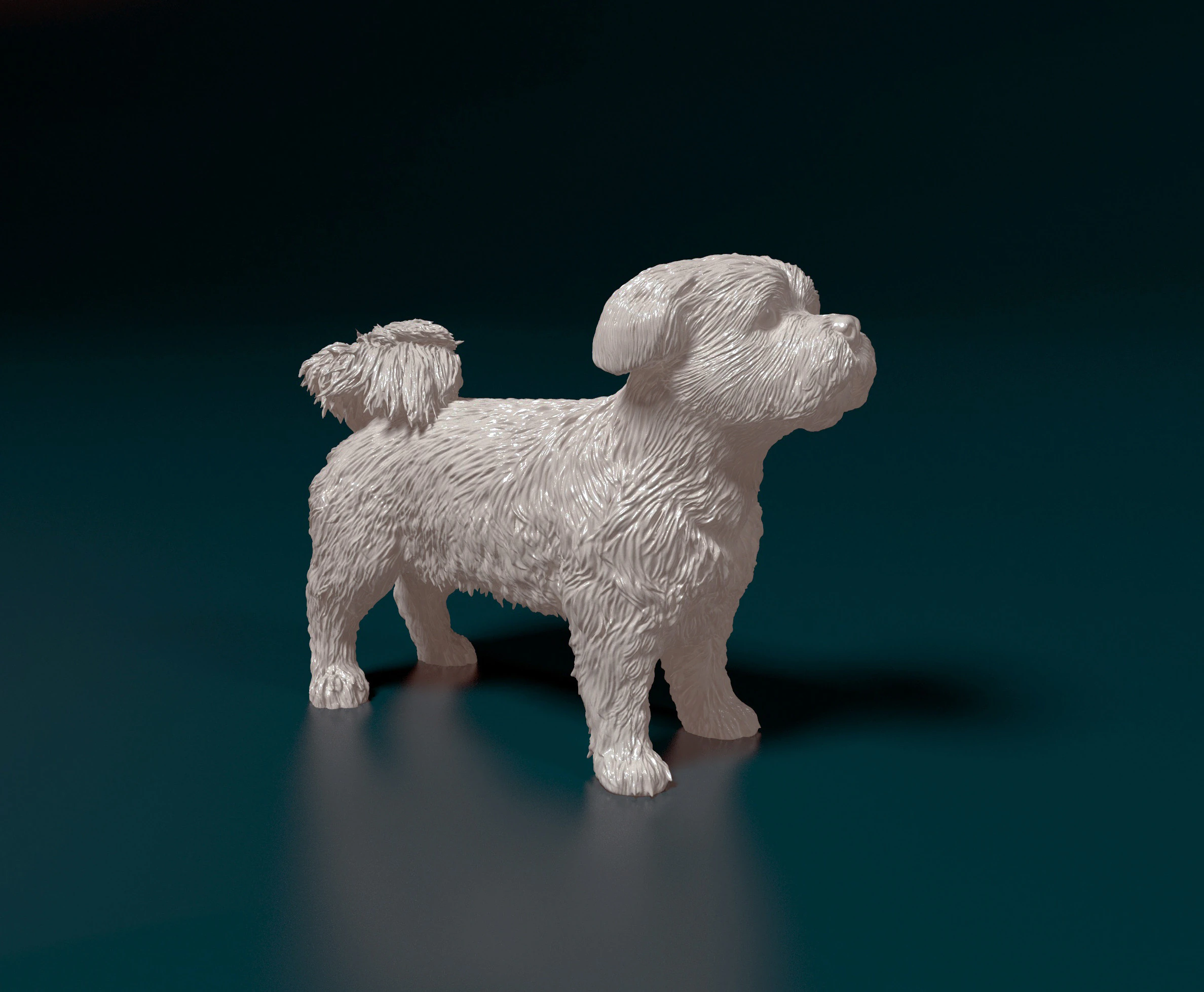 Cane Havanese Modello di stampa 3D .c4d .max .obj .3ds .fbx .stl .blend 