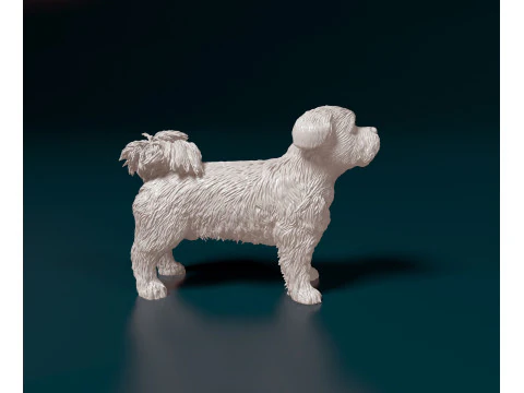 Cane Havanese Modello di stampa 3D