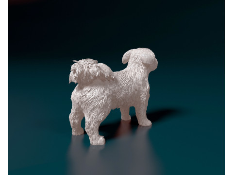 Havanese Dog Modelo de Impressão 3D