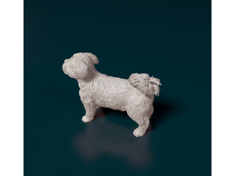 Havanese Dog Modelo de Impressão 3D