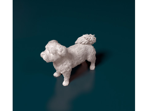 Havanese Dog Modelo de Impressão 3D